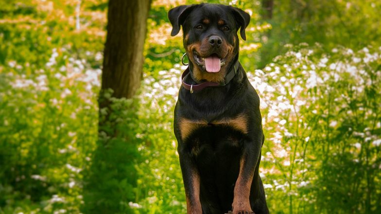 Dog Attack in Mumbai: Rottweiler Bites Man in Santacruz, Owner Gets Three Months' Imprisonment