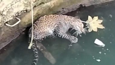 Leopard, Cat Get Stuck After Falling Into Well; Rescued by Forest Officials in Nashik (Watch Video)