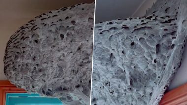 Alien Spaceship-Like Monstrous Wasp Nest Found in Bathroom! Australian Homeowner Terrified After Spotting Deadly Creatures; Watch Viral Video