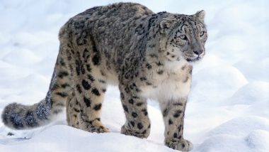 Snow Leopard Spotted for First Time in Darma Valley in Uttarakhand's Pithoragarh District (See Pic)