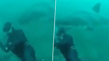 Giant Shark Suddenly Passes by Diver in Viral Video; Watch the Clip of This Scary Underwater Encounter