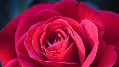 Rose Day 2023 Greetings, Lovely Messages and HD Images To Share