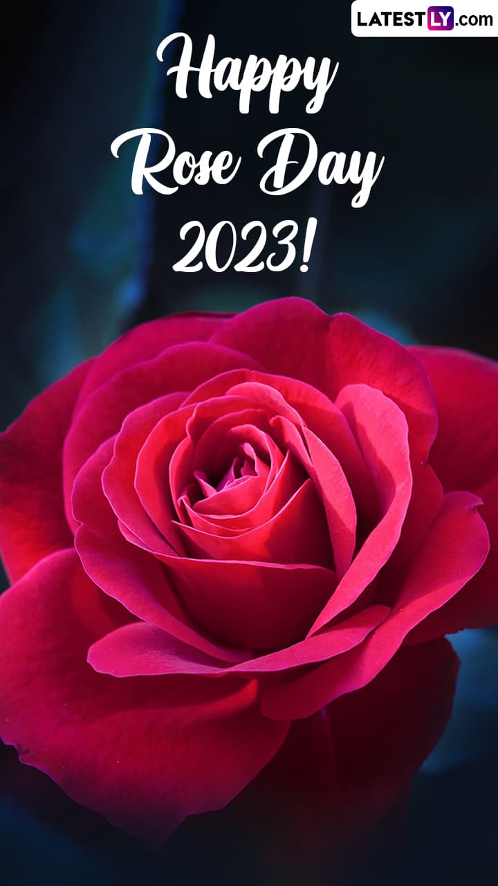 Rose Day 2023 Greetings, Lovely Messages and HD Images To Share | 🙏🏻 ...