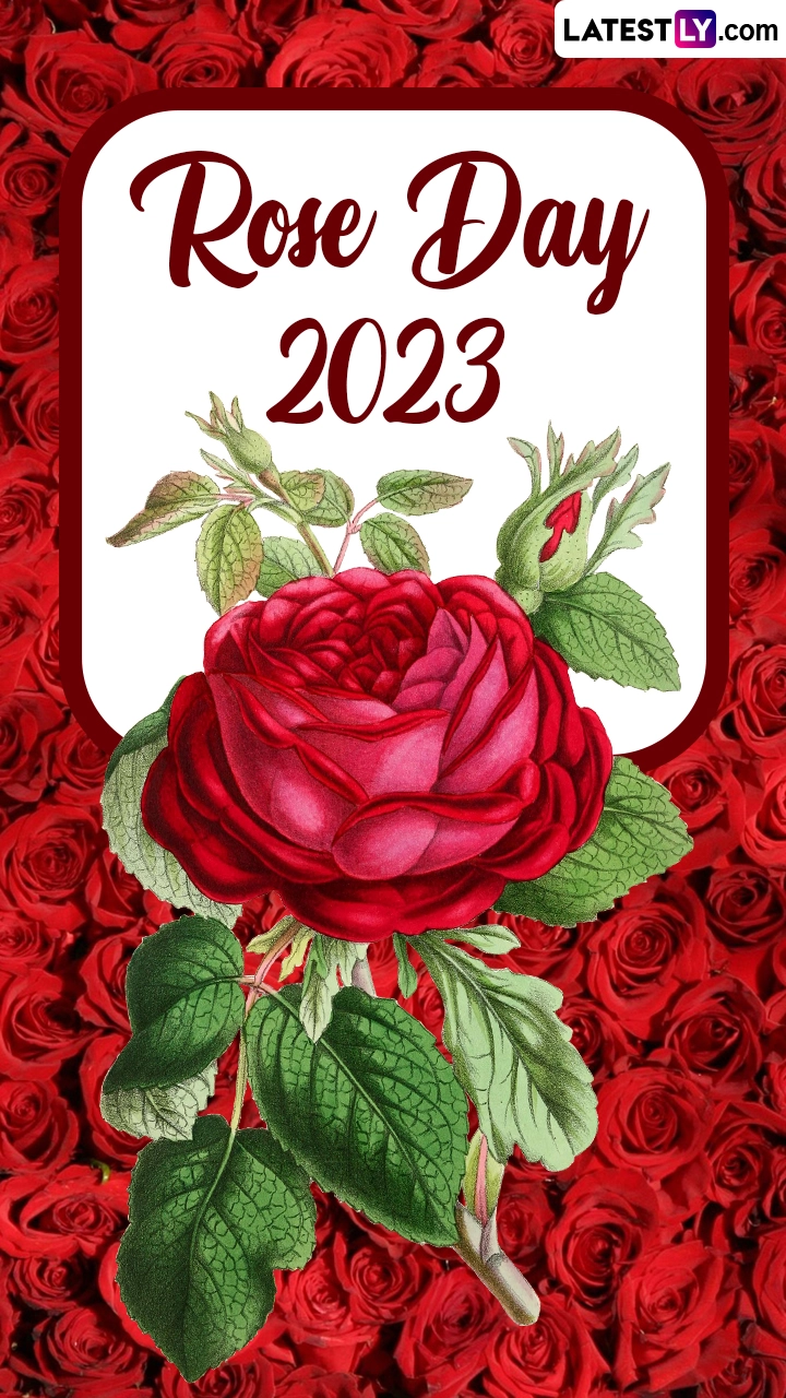 Rose Day 2023 Quotes, Sayings, Messages and HD Images