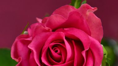 Happy Rose Day 2023 Wishes, Greetings, Images and Messages