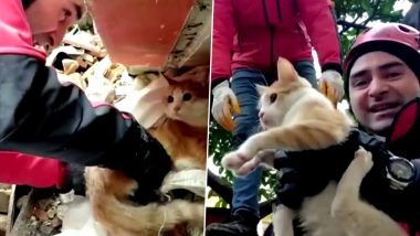 Turkish Rescue Team Pulls Out Cat Named Strawberry From Under the Rubble After the Earthquake; Heartwarming Video Goes Viral