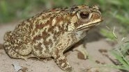 Odisha: Upset Over Toad Entering His House, Man Cooks It For Dinner; One Girl Dead, Another Critical After Consuming It in Keonjhar