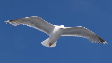 UK Man Accused of Putting His Penis Inside Seagull’s Mouth Pleads Not Guilty as Trial Begins, Granted Unconditional Bail