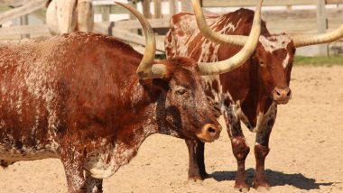 Maharashtra: Two Bulls Get Stuck on Roof in Race Gone Wild in Pune’s Junnar (Watch Video)