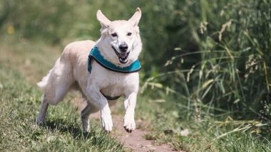 Pet Parents Beware! Smart Collars, GPS Trackers and Apps for Your Animal Companion’s Safety May Be Spying on You