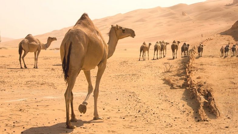 Video: Camel Thrashed With Stick As Part of Offering Ceremony in Kerala’s Palakkad