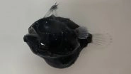 &lsquo;Satanic&rsquo; Anglerfish Species Found in Ocean Depths Bite Females &lsquo;Like a Vampire&rsquo; to Fertilise Eggs; View Image of the Sea Monster