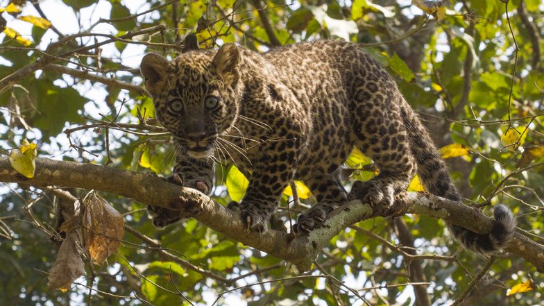 Mumbai: Leopard Cub Found Dead at Aarey Milk Colony, Probe Launched (See Pic)