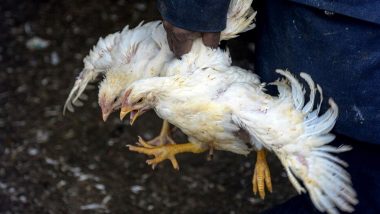 Bird Flu Outbreak: Lion Dies of Avian Influenza H5N1 at Zoo in Central Peru, Says Health Ministry