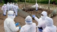 Bird Flu Outbreak in Jharkhand: Over 400 Chickens Die in Last Five Days in Government Poultry Farm in Bokaro