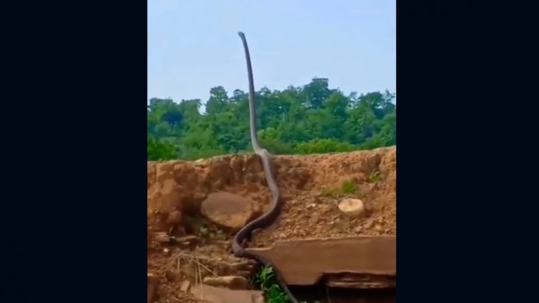 King Cobra Stands Straight Like Man On Ground, Scary Video Terrifies Internet (Watch)