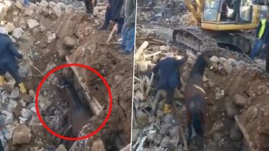 Horse Found Alive Under Building Rubble, Rescued 21 Days After Earthquake Struck Turkey (Watch Video)