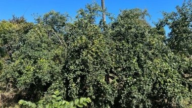 India News | Over 100-year-old Rare Triloka Ber Trees Still Bearing Fruits in Bhopal