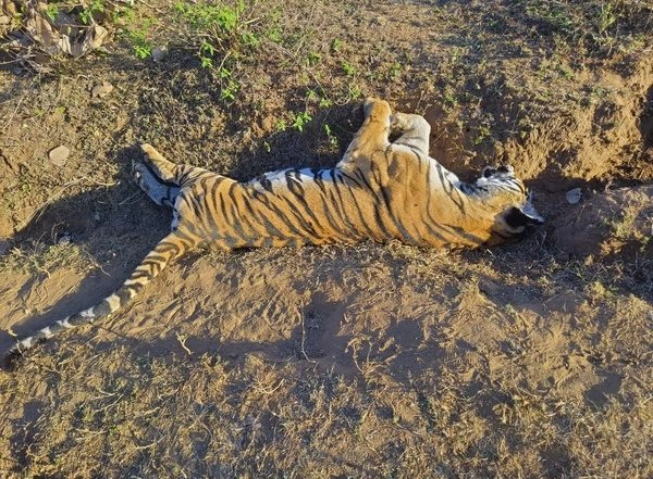 India News | Madhya Pradesh: Tiger Found Dead in Umaria, Probe on