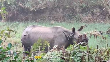 India News | Forest Officials Injured in Rhino Attack in Assam's Golaghat