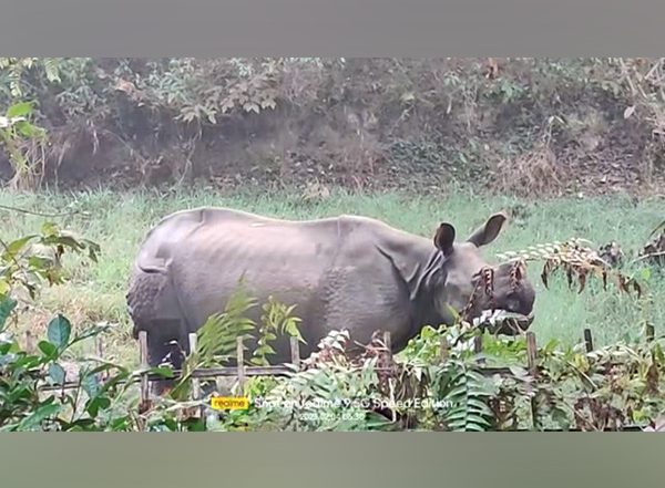 India News | Forest Officials Injured in Rhino Attack in Assam's Golaghat
