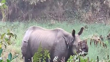 India News | Assam: Forest Officials Injured in Rhino Attack in Golaghat