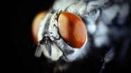 Science News | Read How Mating Causes 'jet Lag' in Female Fruit Flies