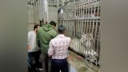 India News | Vina Rani, Delhi Zoo's Oldest White Tigress, Dies