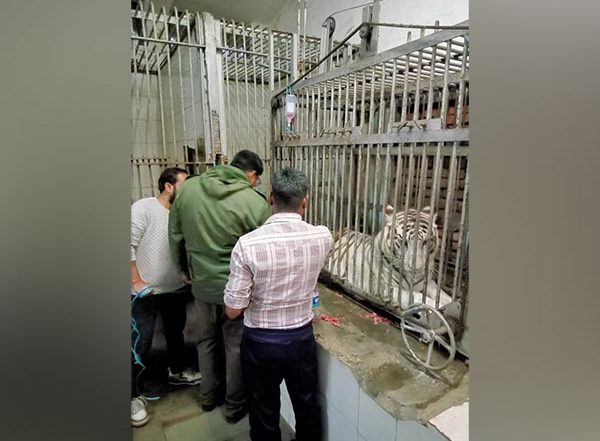India News | Vina Rani, Delhi Zoo's Oldest White Tigress, Dies
