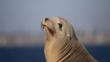 Bird Flu Outbreak in Peru: Country Reports Death of 585 Sea Lions Due to Avian Influenza H5N1