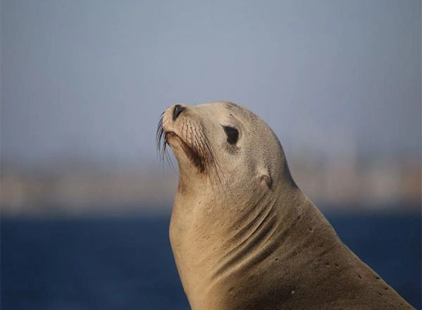 Bird Flu Outbreak in Peru: Country Reports Death of 585 Sea Lions Due to Avian Influenza H5N1