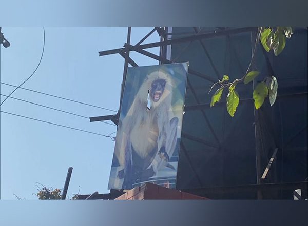 Monkey Menace in Uttar Pradesh: Langur Posters, Fire Sound Sensor Machines Installed to Drive Away Monkeys in Moradabad