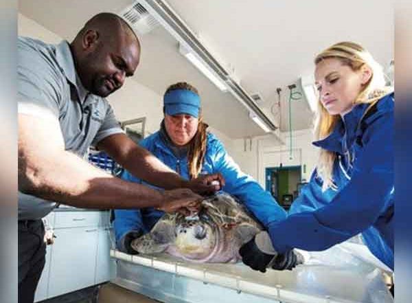 Business News | Miral Announces the Opening of Yas SeaWorld Research & Rescue, Yas Island, Abu Dhabi, as the MENA Region's First Dedicated Marine Research and Rescue Center