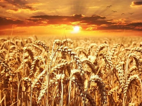 Business News | India's Agricultural Products Exports in 2022-23 Increase 13 Pc - Vimarsana News