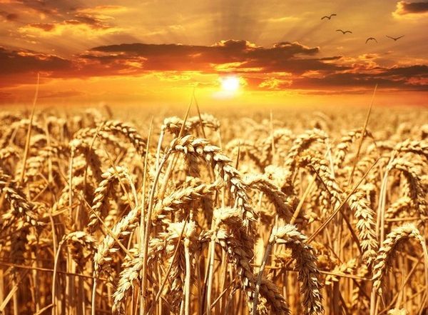 Business News | India's Agricultural Products Exports in 2022-23 Increase 13 Pc