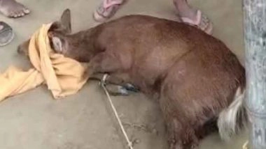 India News | Local Villagers Rescue Two Deers in Assam's Darrang District