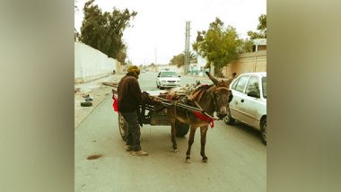 World News | China's Rising Demand for Africa's Donkeys Poses Challenge for Marginalised Communities: Report