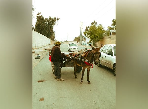 World News | China's Rising Demand for Africa's Donkeys Poses Challenge for Marginalised Communities: Report