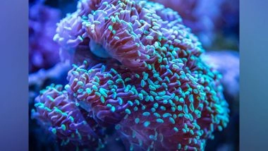 Science News | New Study in Abiotic Peptide Chain Tries to Explain the Origin of Life