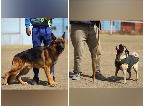 World News | Nepal: Grand Dog Show in Lalitpur Draws Range of Breeds