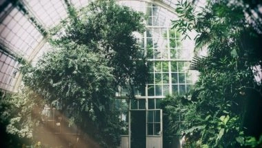 Science News | Urban Gardens Are Good for Ecosystems, Humans: Study