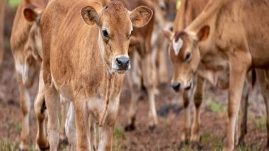 Science News | Study Finds Human Contact Linked to Happier, Healthier Dairy Calves