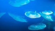 Science News | Disabling Single Gene in Cnidarians Causes Stinging Cell to Lose Sting