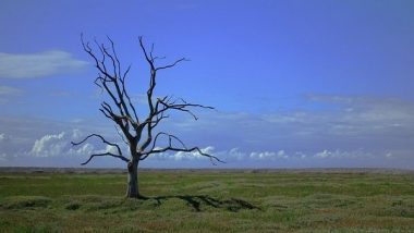 Environment News | Climate 'spiral' Threatens Land Carbon Stores: Study