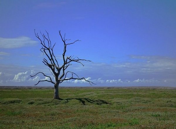 Environment News | Climate 'spiral' Threatens Land Carbon Stores: Study