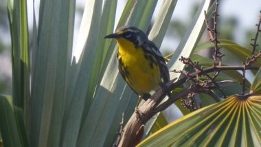 Environment News | Endangered Bahamas Bird May Be Lost from Island Following Hurricane: Research