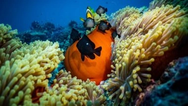 Science News | New Study Reveals Biodiversity Loss Drove Ecological Collapse After the 'Great Dying'