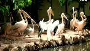 India News | West Bengal: Kolkata's Second Mini Zoo 'Harinalaya' Ready to Welcome Visitors