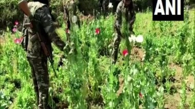 India News | Jharkhand: Police Busts Opium Cultivation in Naxal-hit Lohardaga Forest