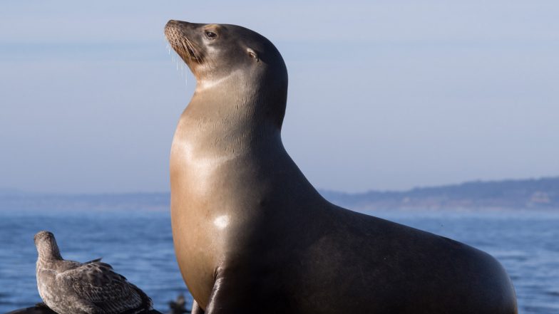 Bird Flu Outbreak in Peru: Avian Influenza H5N1 Kills Over 3,500 Sea Lions; Nearly Five Times As Previously Reported, Says Govt